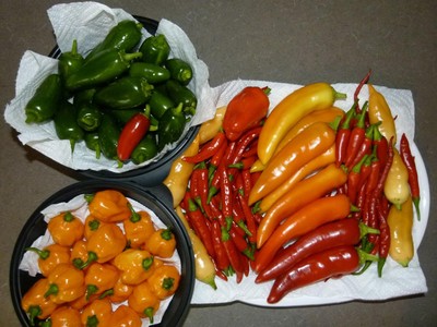 Hot Sauce Time